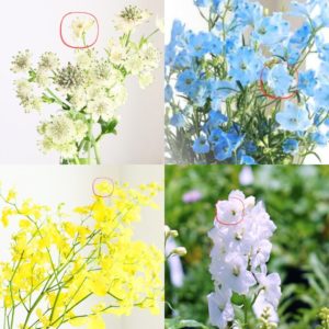 【pr-107】オンシジューム、デルフィニューム、アストランティア 別途割増料金チケット